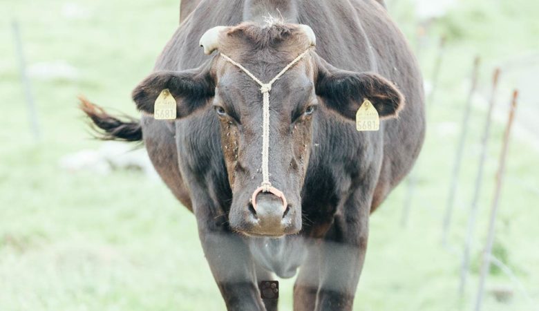 四国カルストにいる牛の撮影スポット4選！駐車場や注意点もご紹介。