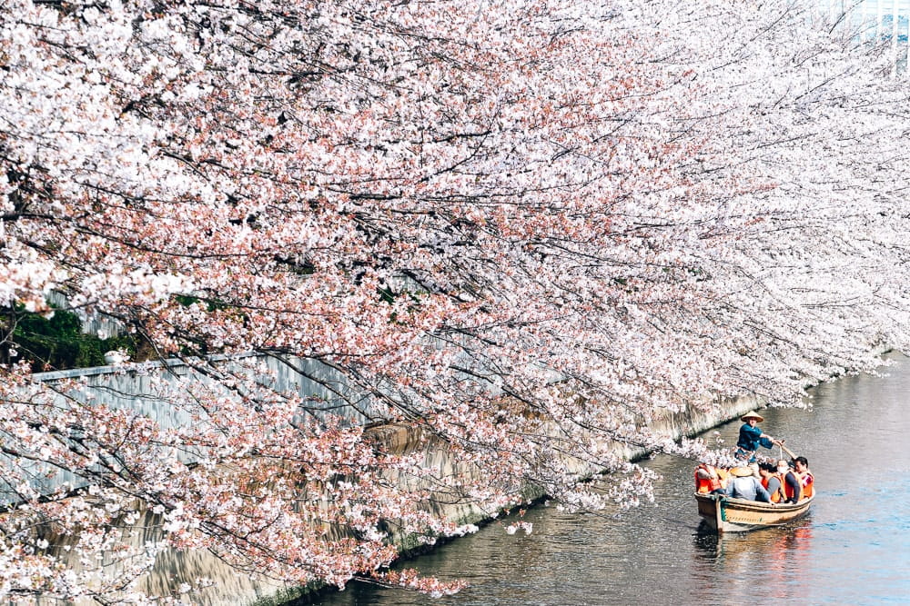 Cherry blossoms07