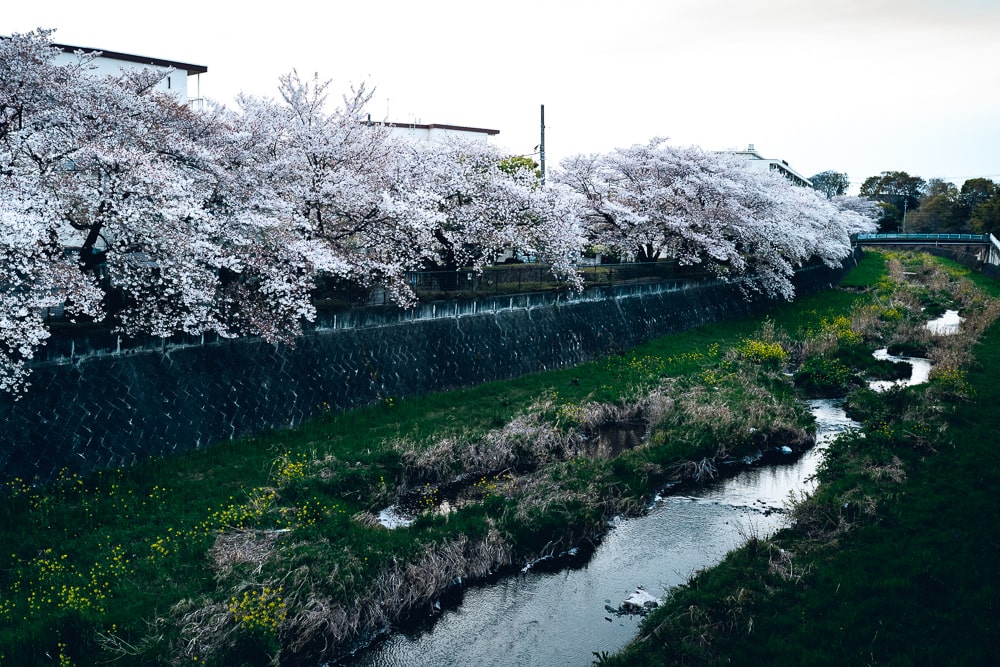 Cherry blossoms09