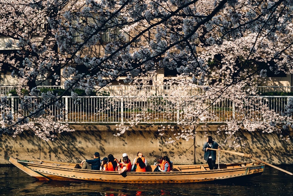 Cherry blossoms10