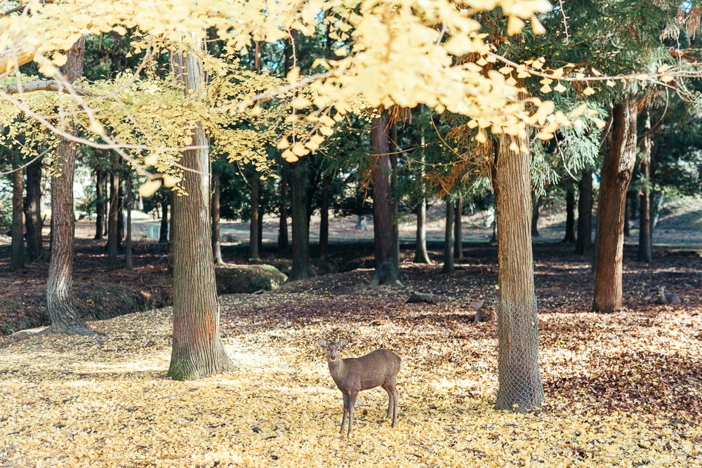Nara park01